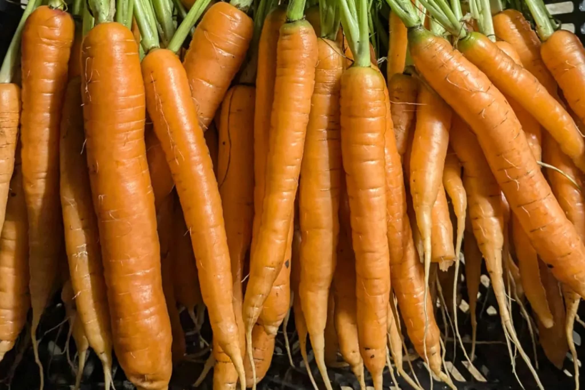 Carrots from Wild Wood organics.