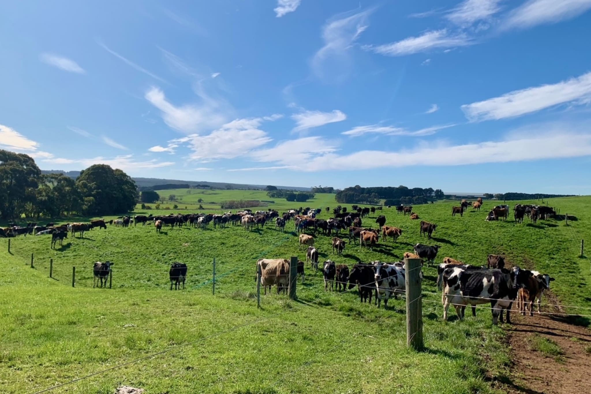 Dairy Cows at Apostle Whey.