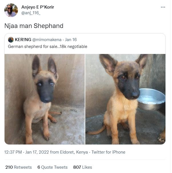 Anjeyo E P'Korir anj_116 Njaa man Shephand KERING mimomakena Jan 16 German sheph