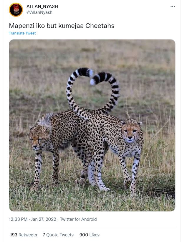 ALLAN_NYASH AllanNyash Mapenzi iko but kumejaa Cheetahs Translate Tweet 12.33 PM