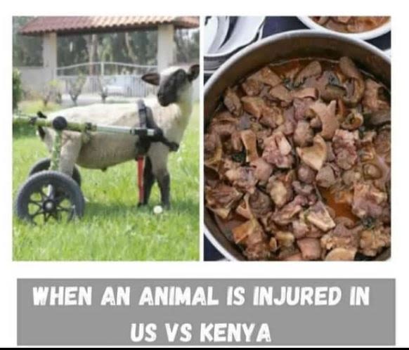 When an animal is injured in us vs kenya