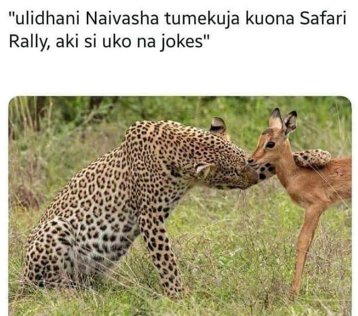 Ulidhani naivasha tumekuja kuona safari rally aki si uko na jokes'