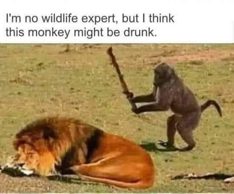 I'm no wildlife expert, but think this monkey might be drunk.