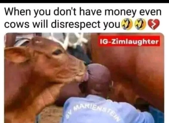 When you don't have money even cows will disrespect you igzimlaughter hs