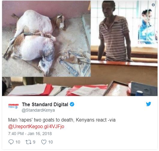The standard digital standardkenya man 'rapes' two goats to death kenyans react