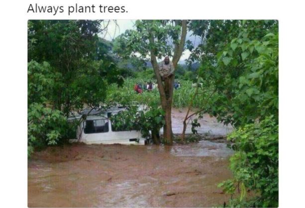 Always plant trees.