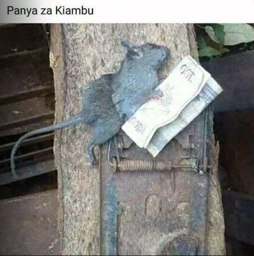 Panya za kiambu 3