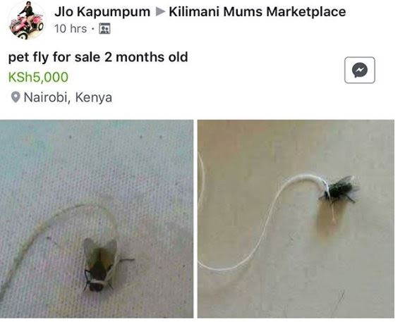 Jlo kapumpum kilimani mums marketplace 10 hrs pet fly for sale 2 months old ksh5