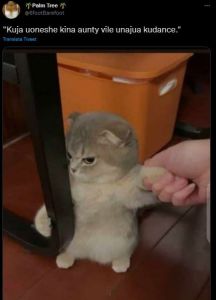 Palm Tree BfootBarefoot Kuja uoneshe kina aunty vile unajua kudance. Trsnelate T