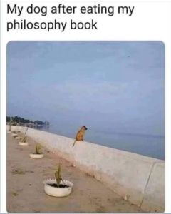 My dog after eating my philosophy book