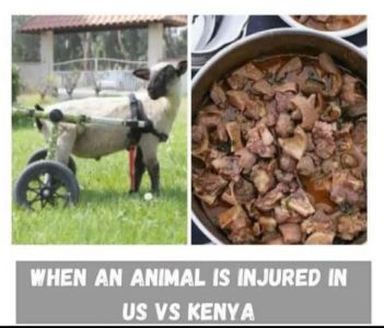 When an animal is injured in us vs kenya