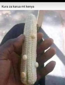 Kura za karua mt kenya