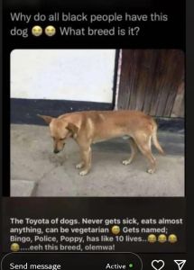 Why do all black people have this dog what breed is it? the toyota of dogs. neve
