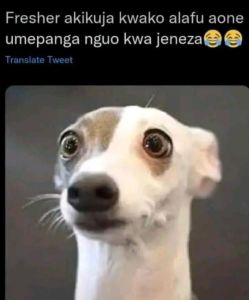 Fresher akikuja kwako alafu aone umepanga nguo kwa jeneza translate tweet