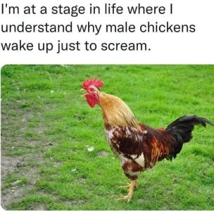 I'mat a stage in life where understand why male chickens wake up just to scream.