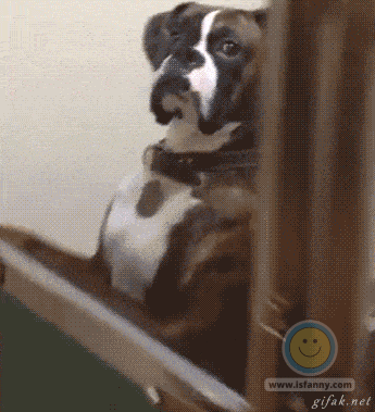 Dog: Yo, why you filming me though!