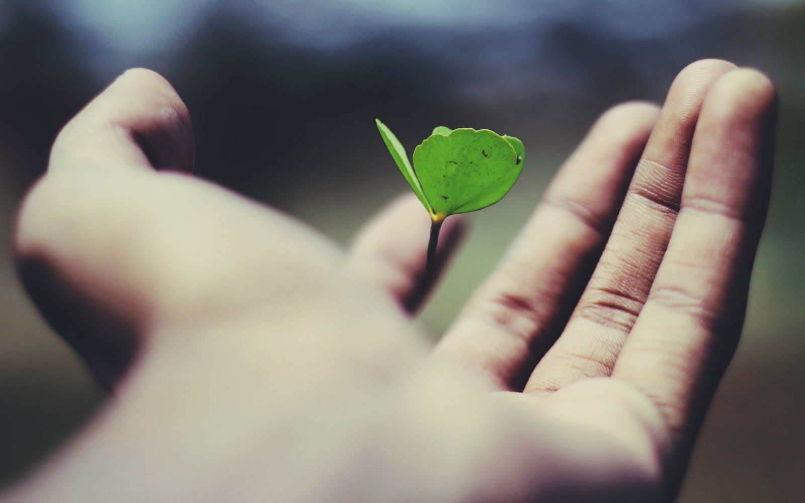 How to Use Multiple Mentors to Maximize Professional Growth
