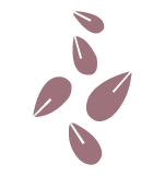 Altramuces