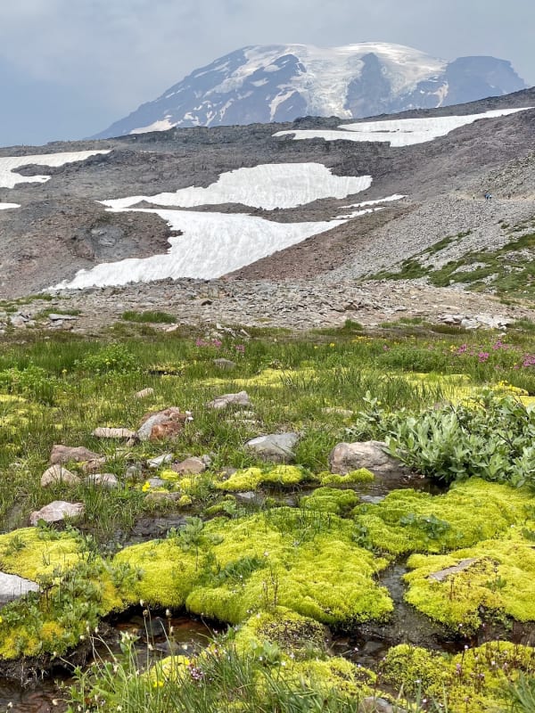Mt Rainier Skyline Trail Loop | 雪山在花海云间穿行