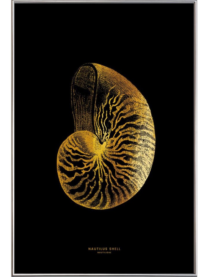 Juniqe Poster Gerahmt Kunstst Silberfarben Gold Nautilus Shell In Gelb Schwarz Gunstig Kaufen Limango