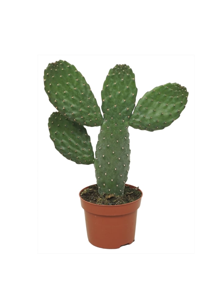 Kaktus Opuntia Consulea 25cm