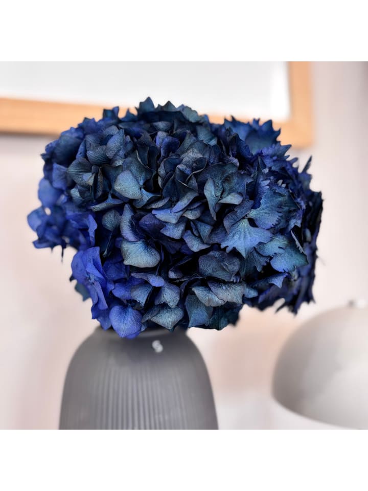 Trockenblumen Hortensie in Dunkelblau - (H) 30cm