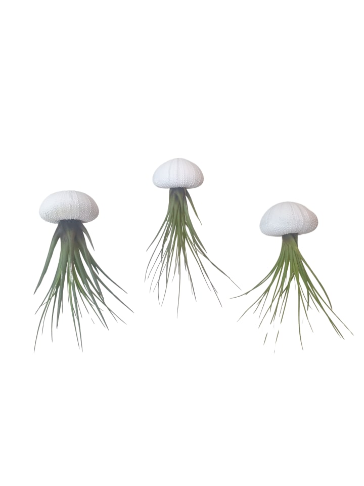 3er Set Seeigelgehäuse Urchin weiß mit Tillandsie Melanocrator
