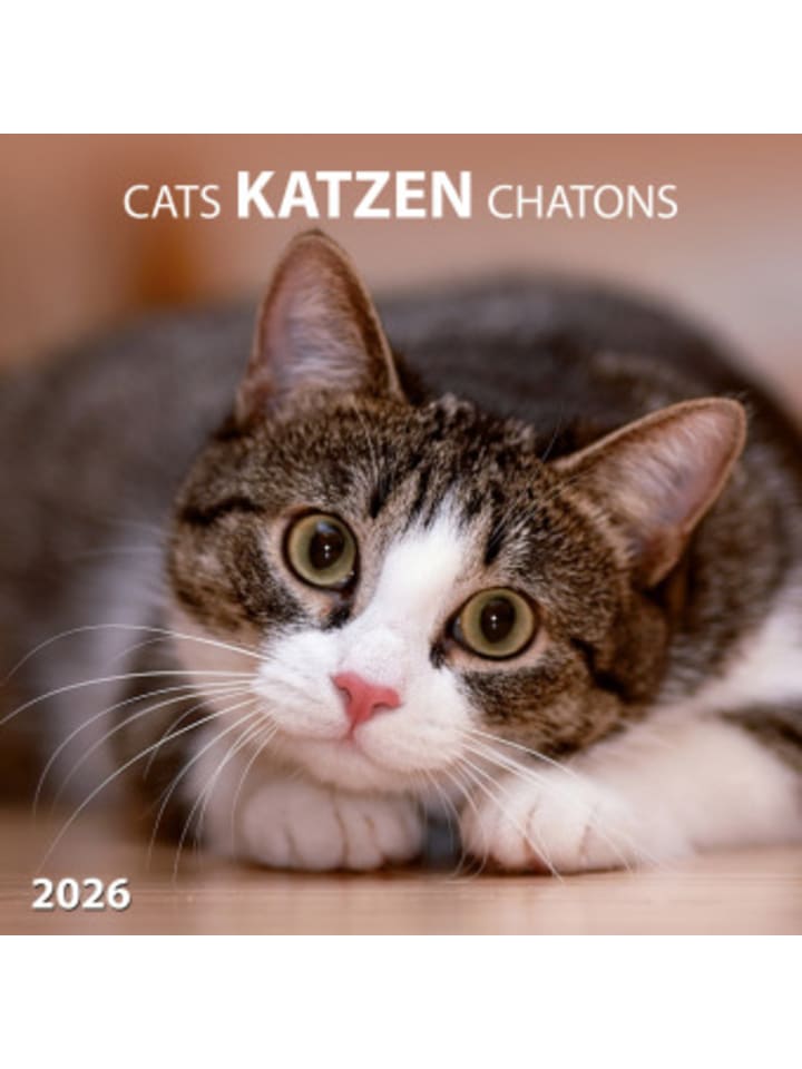 Kalender - Katzen/Cats 2026