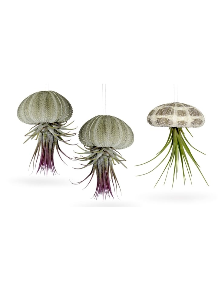 Seeigelgehäuse mit echter Tillandsia 3 er Set