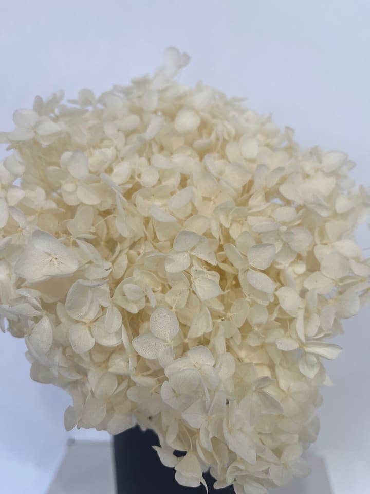 Rispenhortensie in Rosa - (H) 30 cm