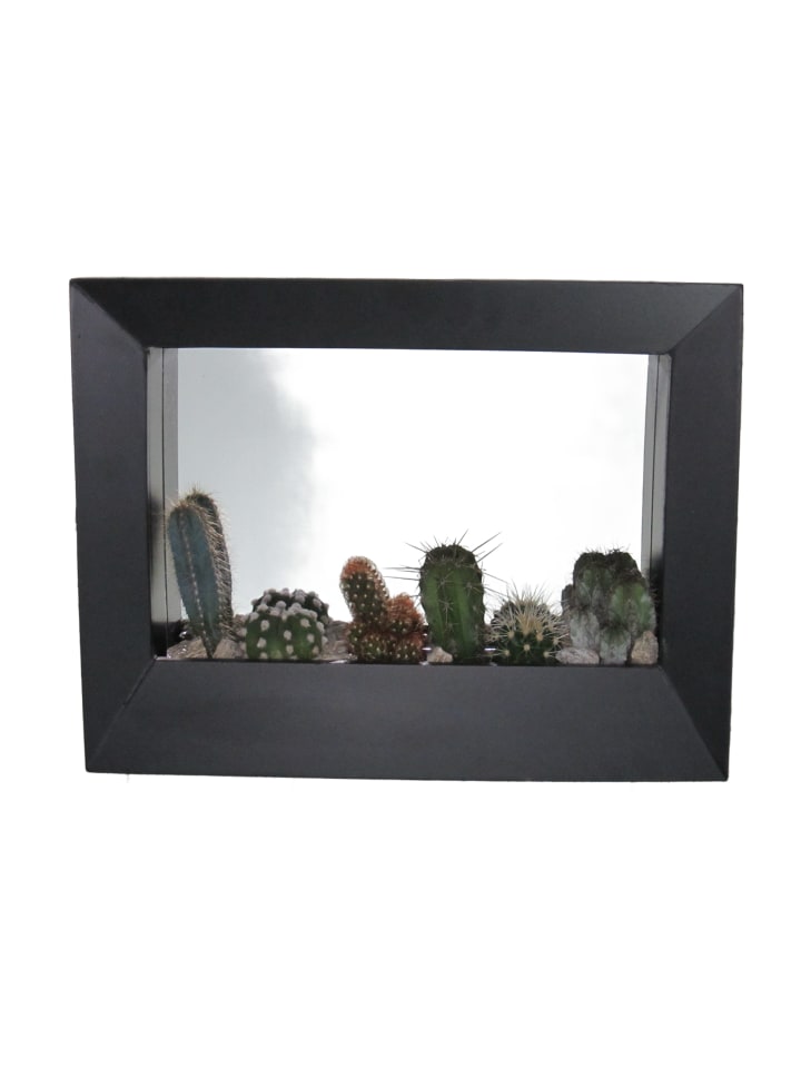 Kakteen Arrangement 38cm im Rahmen schwarz