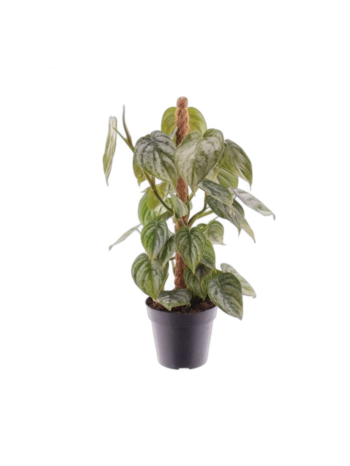 Philodendron brandtianum 40cm Zimmerpflanze