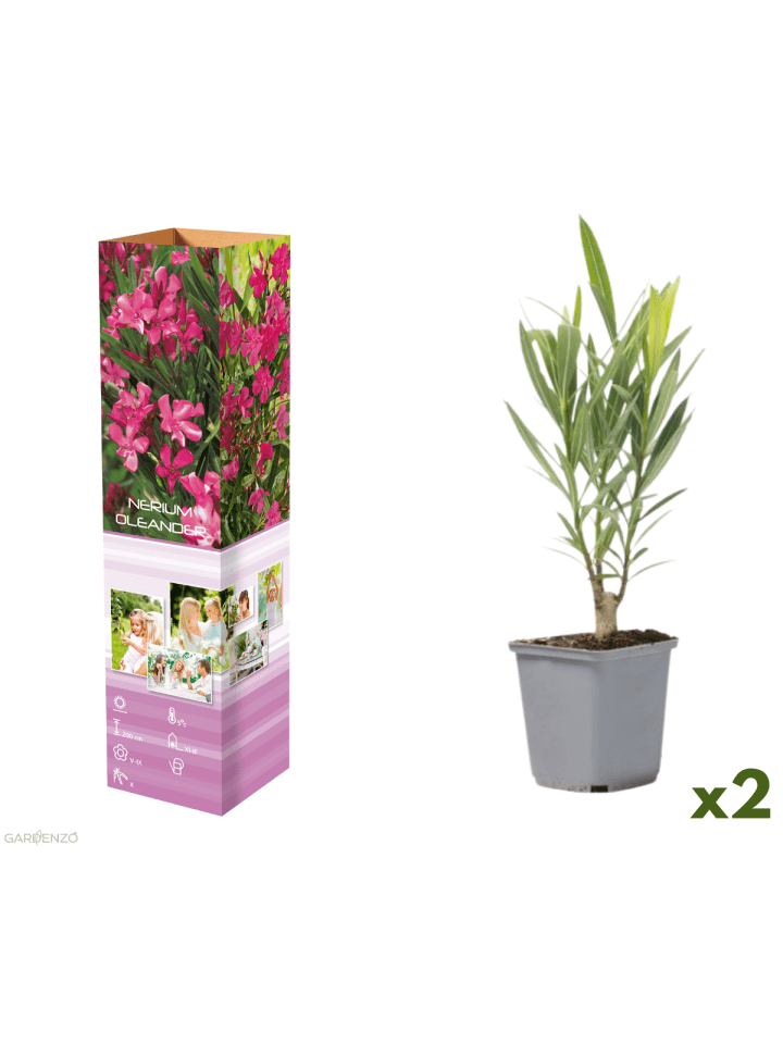 2er-Set: Tropische Oleanderpflanzen in Rosa