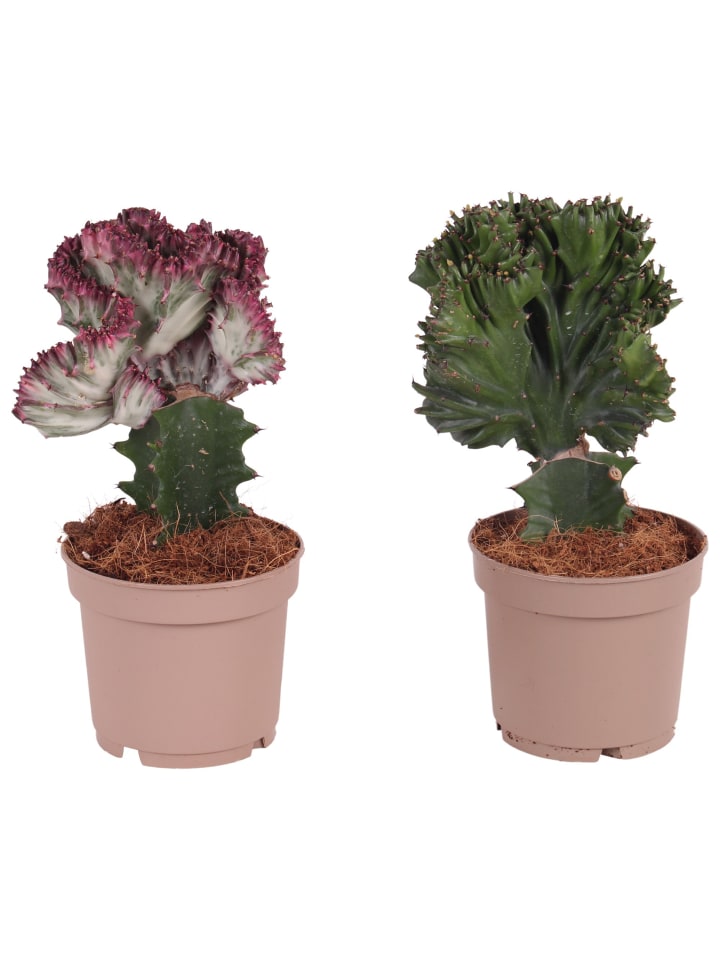 2 x Euphorbia Zimmerpflanze