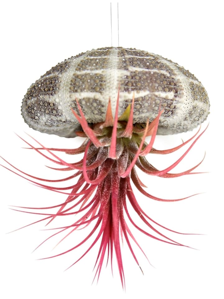 Seeigelgehäuse mit echter Tillandsia rosa