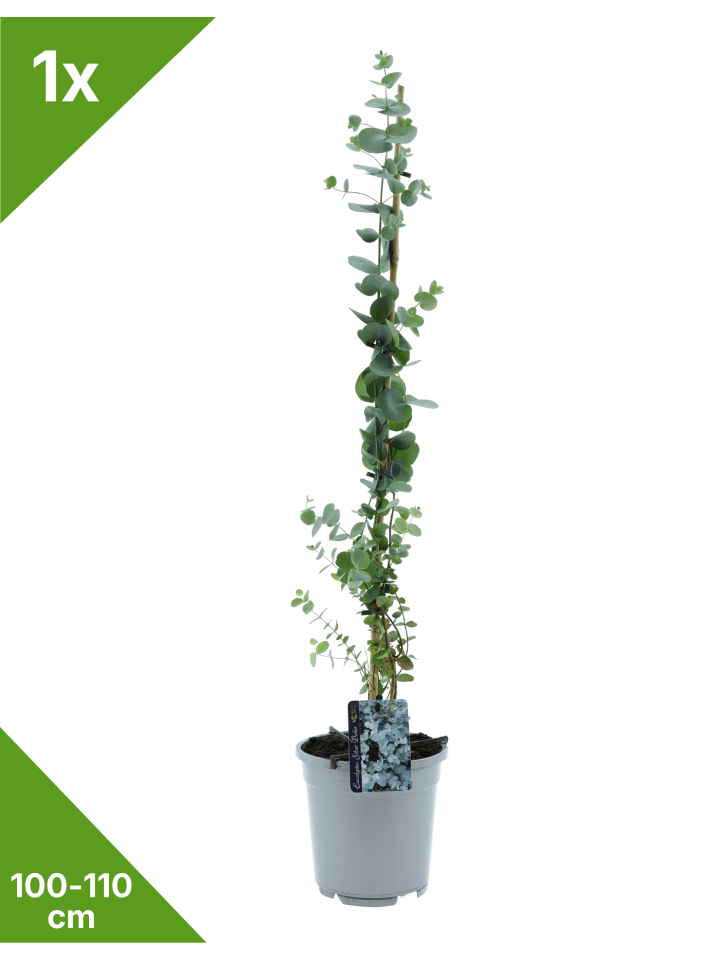 Eukalyptus 'Silver Dollar' 100-110cm
