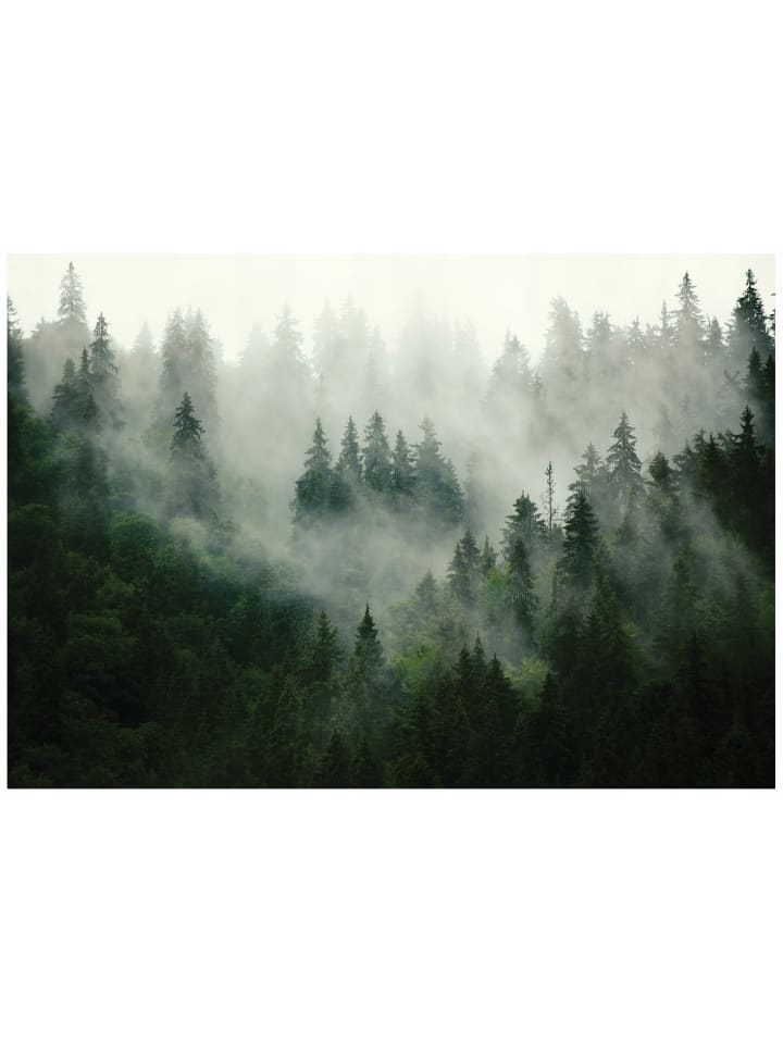 Fototapete Wald Nebel in Grün Vlies Tapete