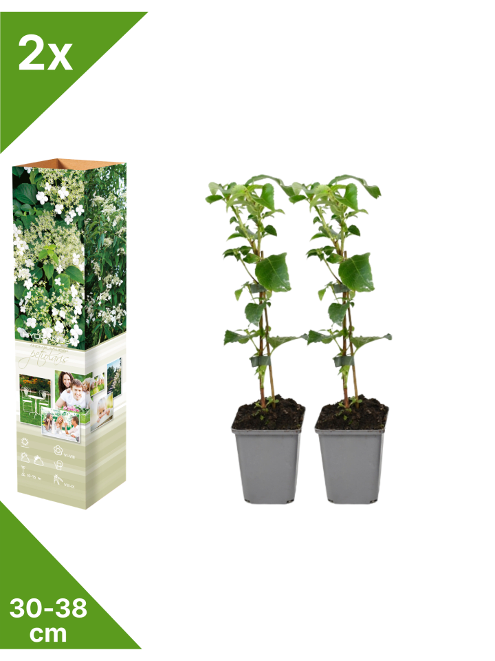 2er-Set: Kletterhortensie in Weiß