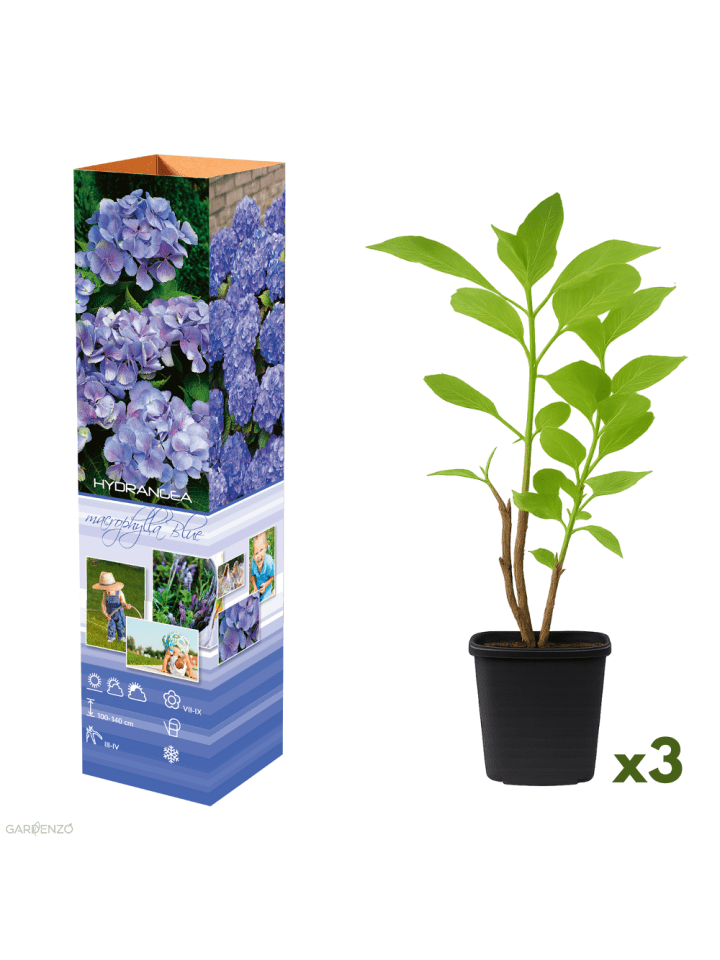 3er-Set: Macrophylla Hortensien in Blau