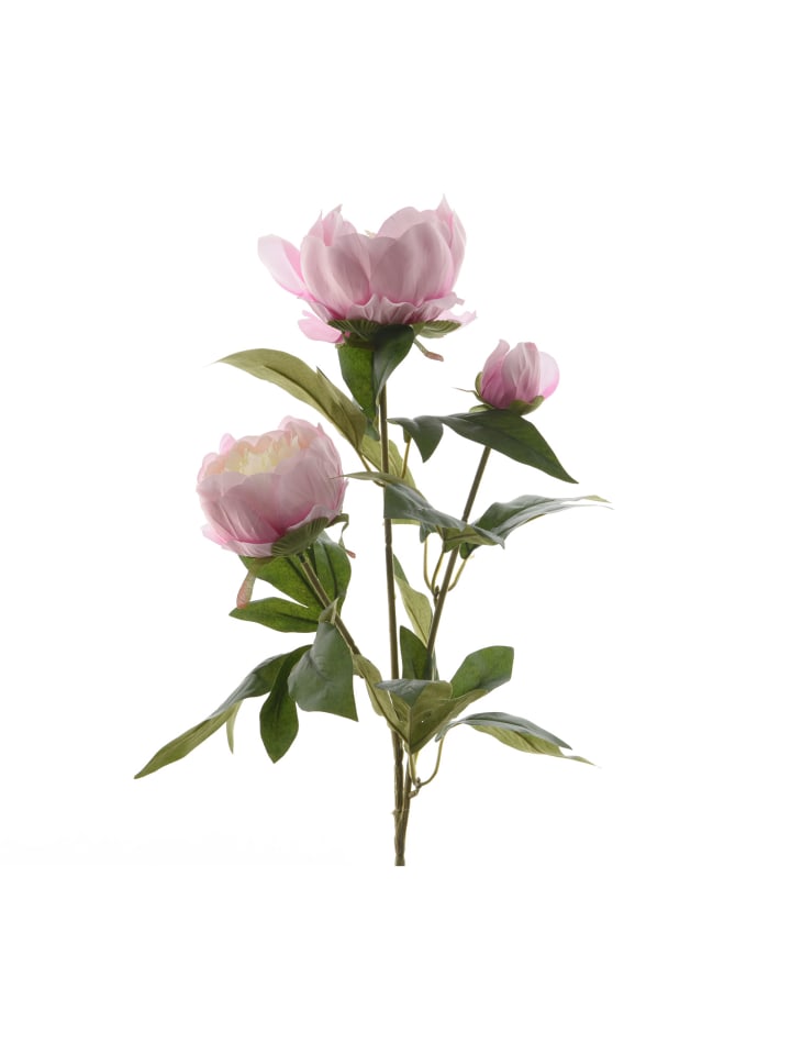 Pfingstrose mit 2 Blüten und Knospe in rosa - H: 75cm