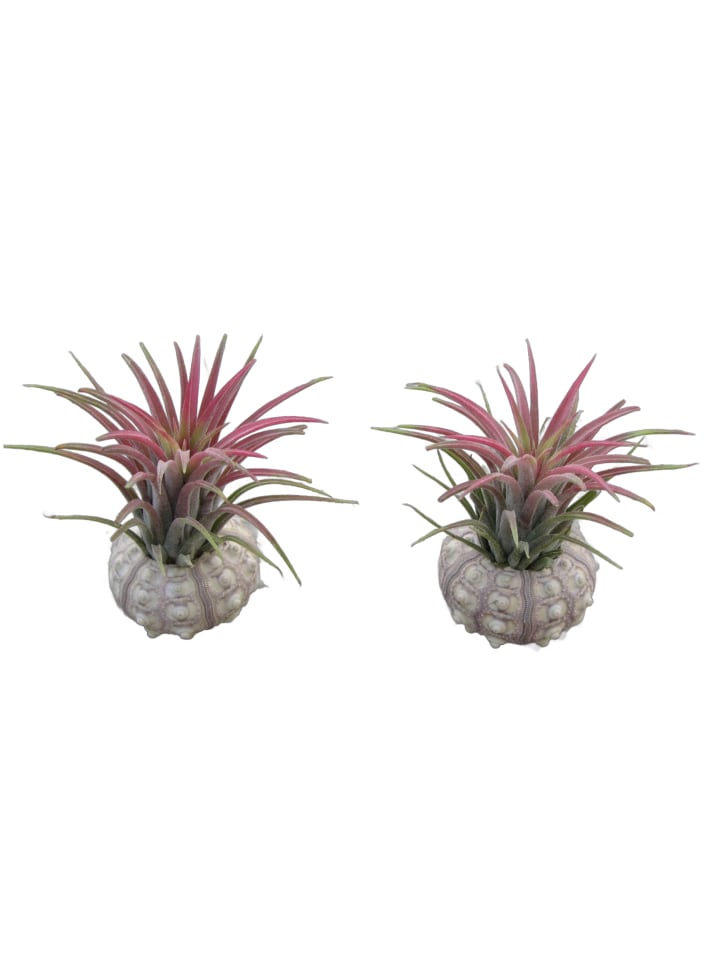Bezaubernde Kombination aus Seeigelgehäuse und Tillandsia 2 er Set rosa