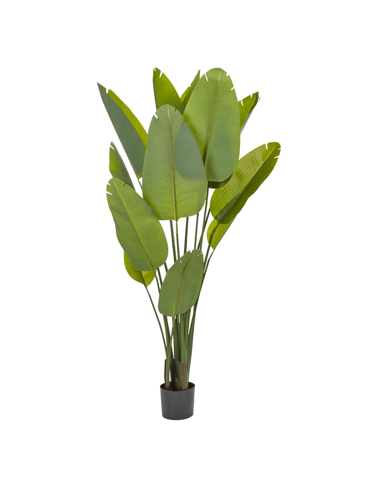 Kunstpflanze BANANA TREE in Grün/Schwarz - (W) 115 x (H) 187 x (L) 115 cm
