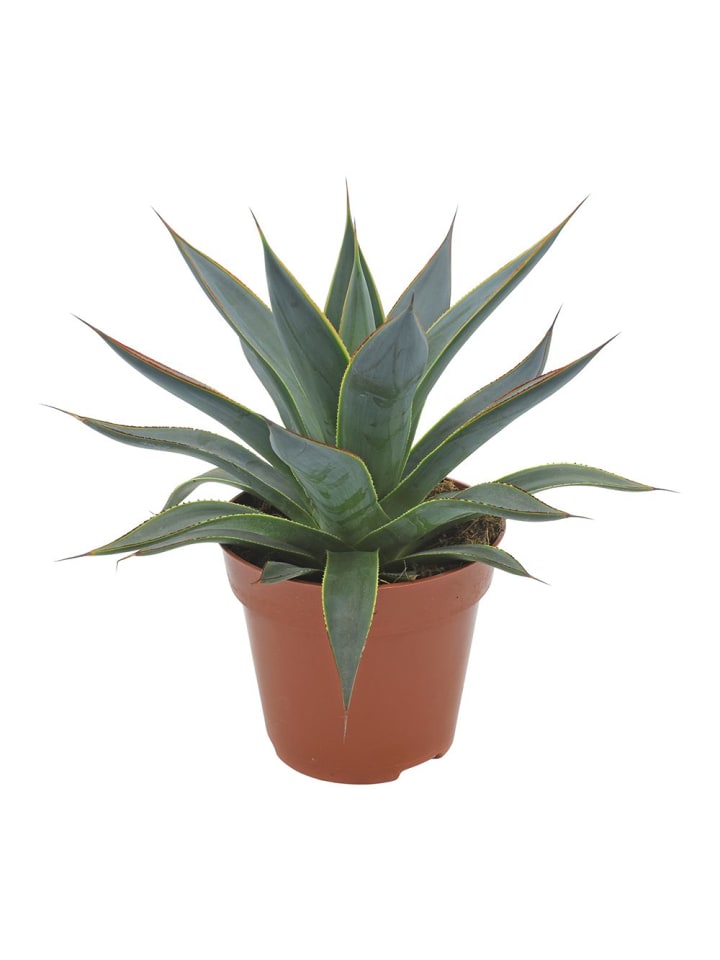 Mediterrane Agave