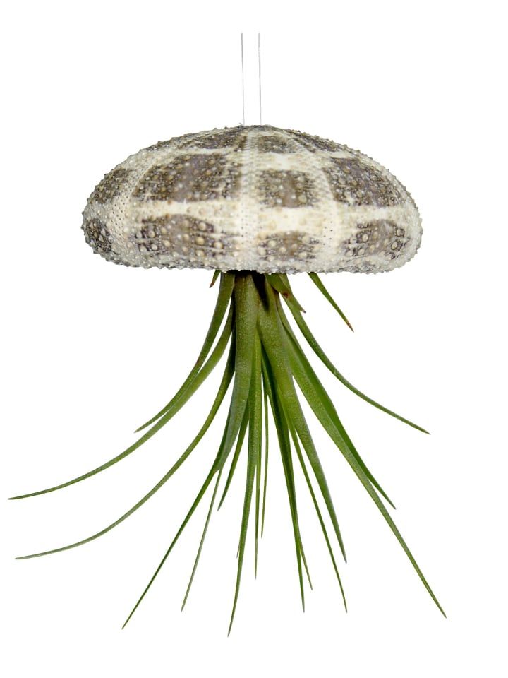 Seeigelgehäuse mit echter Tillandsia grün