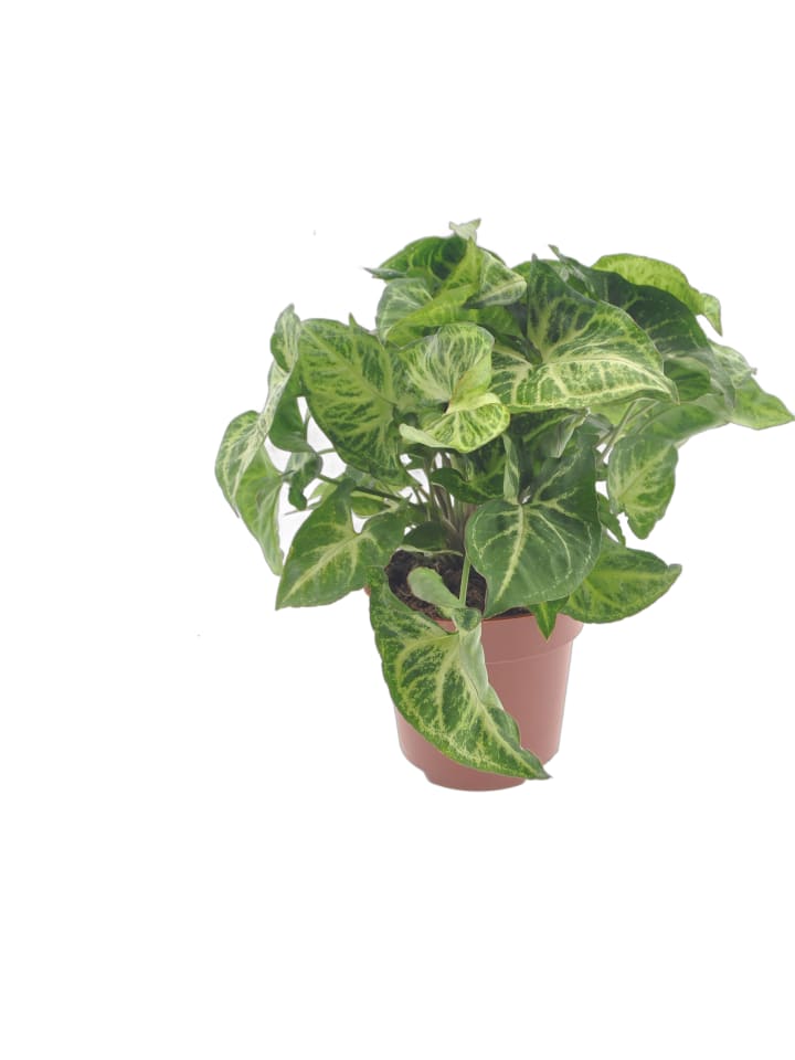 Syngonium Arrow Zimmerpflanze 25 cm
