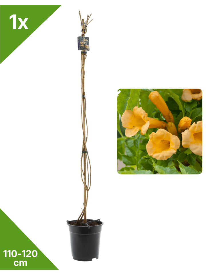 Trompetbl. gelb 110-120cm 2L Topf