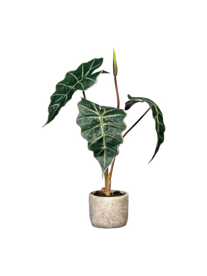 Creativ günstig Deko-Alocasia kaufen limango in green | grün