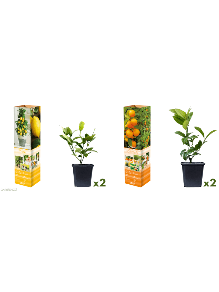 4er-Set: Pflanzen Citrus Mix in Bunt