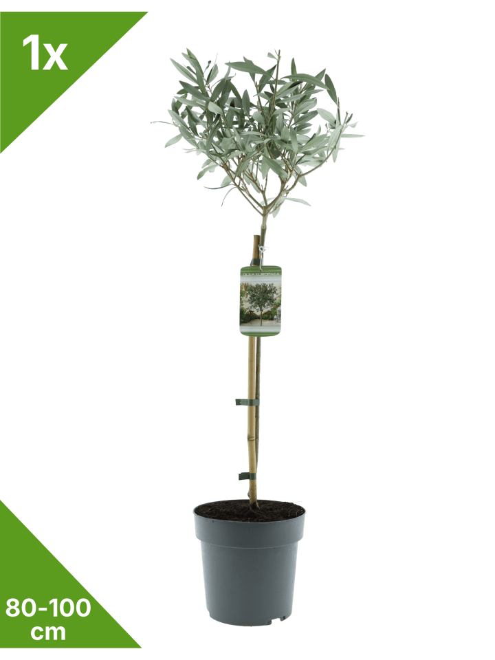 Olivenbaum 80cm 3L Topf