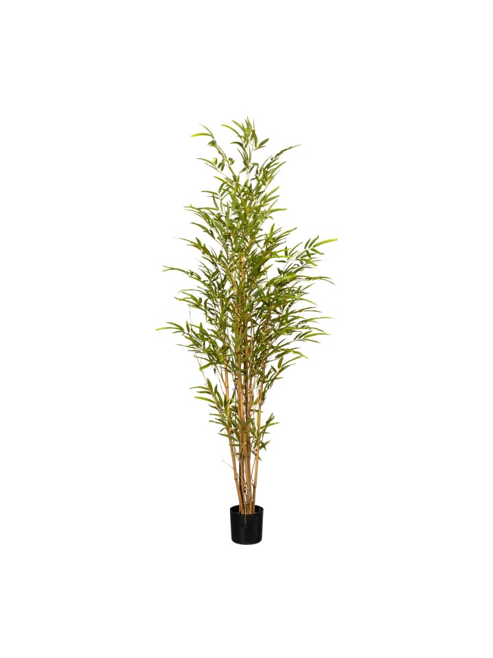 limango grün | kaufen in günstig Deko-Bambus green Creativ